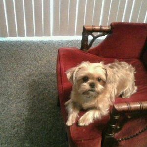 Meet your Posher, Dixie